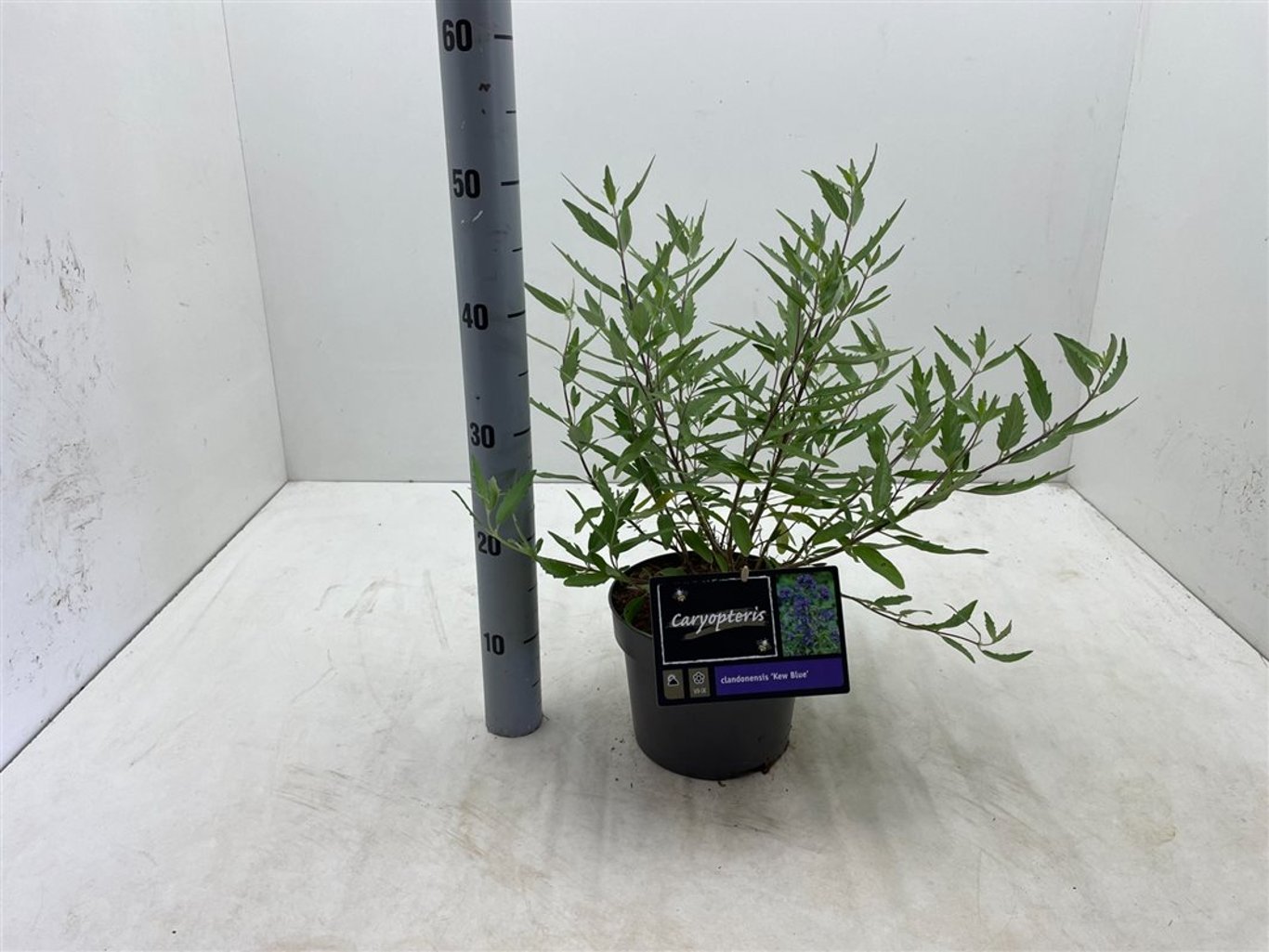 Caryopteris cland. 'Kew Blue' - C3